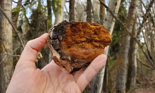 Chaga Harvesting Course