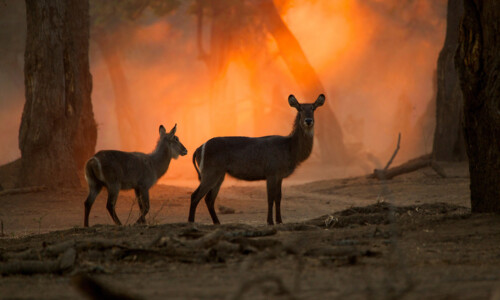 Forest Fire & Wildlife Protection, Reporting, and Preparedness Policy
