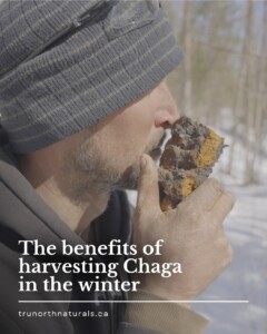 Harvesting Chaga in the Winter