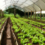 Group logo of Ontario Farms